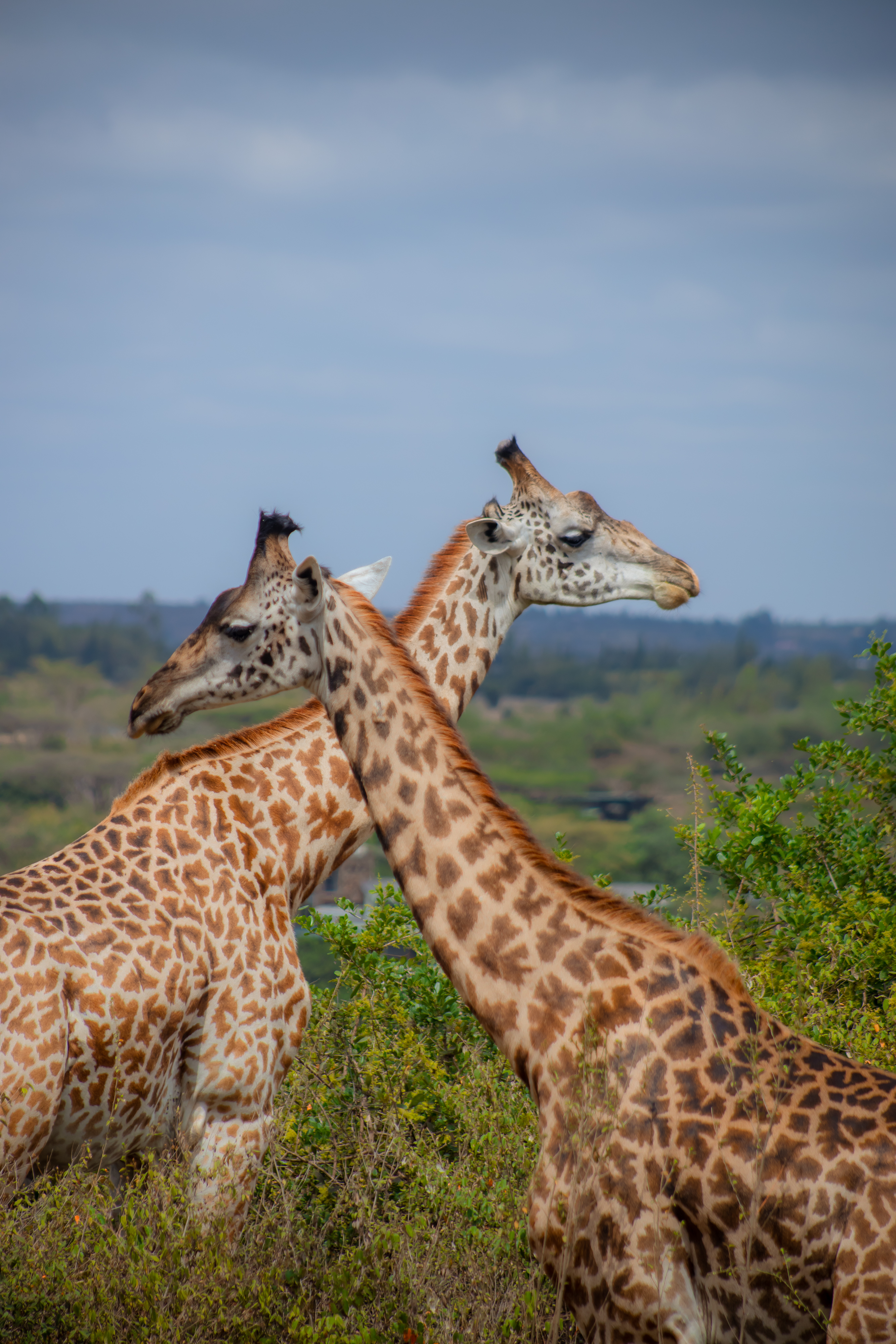 4 Days Great Masai Mara Luxury Migration Safari